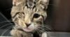 Mike, the new jersey pirate kitty, seeking a furrrrrr-ever home