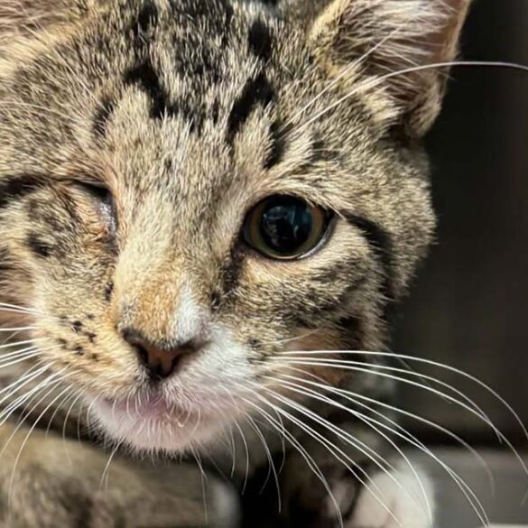 Mike, the new jersey pirate kitty, seeking a furrrrrr-ever home - photo licensed by shore news network.