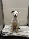 Utica police seek owner of found pit bull