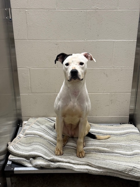 Utica police seek owner of found pit bull