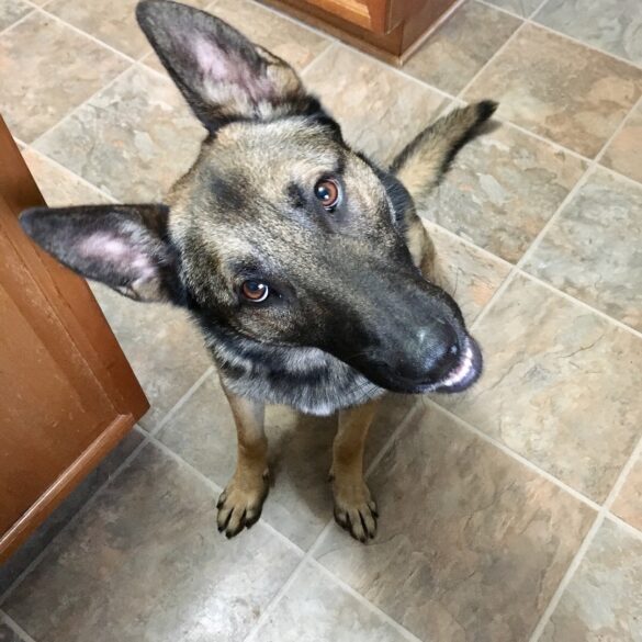 Maryland police mourn the loss of k-9 monte, a decorated and beloved partner - photo licensed by shore news network.