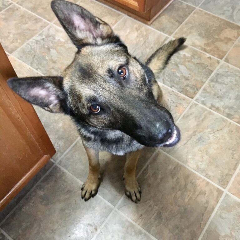 Maryland Police mourn the loss of K-9 Monte, a decorated and beloved partner