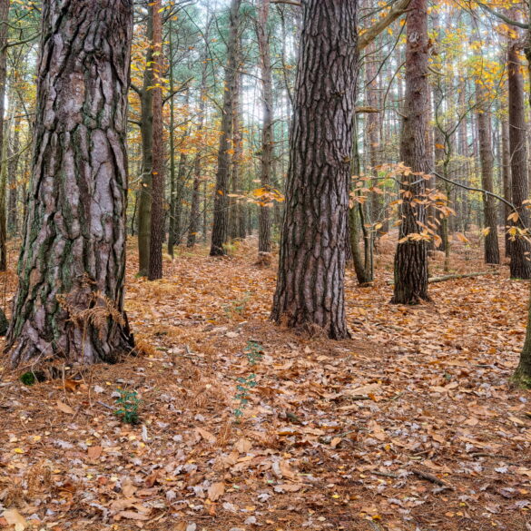 Police continue invesigation of decomposed body found in manchester wildlife area, no threat to public - photo licensed by shore news network.