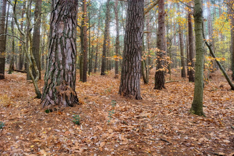 Police continue invesigation of decomposed body found in manchester wildlife area, no threat to public - photo licensed by shore news network.