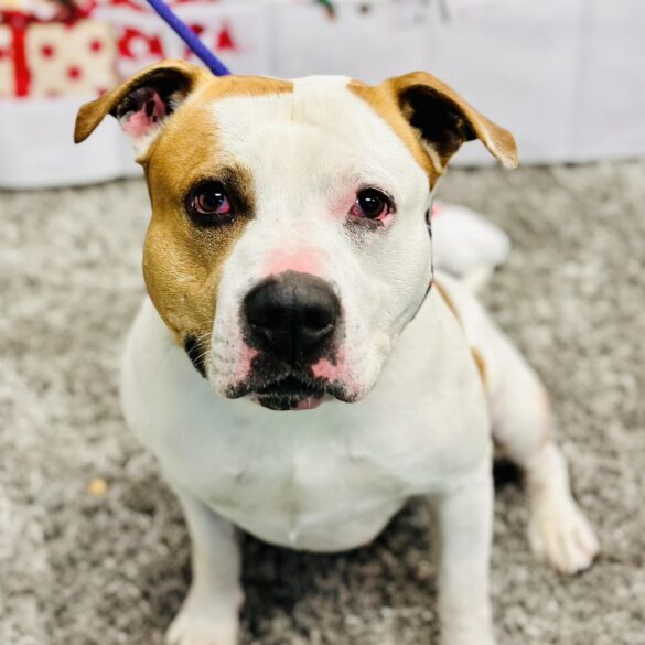 Pitbull in barnegat awaits adoption as shelter spotlights carson - photo licensed by shore news network.