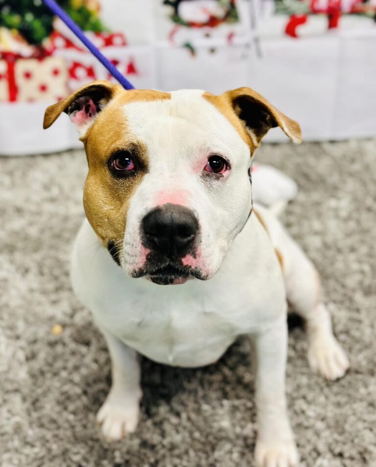 Pitbull in barnegat awaits adoption as shelter spotlights carson - photo licensed by shore news network.