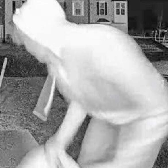 New jersey porch pirates twerked and taunted victim's ring doorbell camera before fleeing - photo licensed by shore news network.