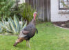 Why are there so many wild turkeys in new jersey these days?