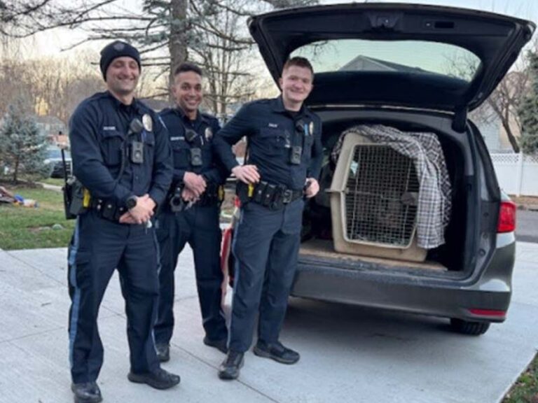Pig captured in bensalem, police ask public, "no jokes please" - photo licensed by shore news network.