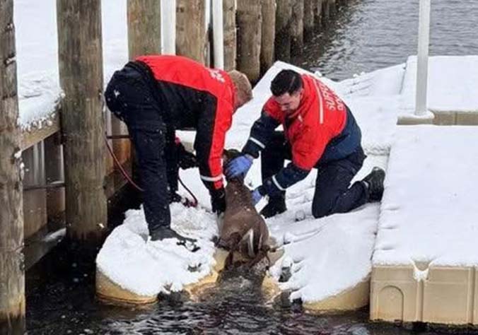 Suffolk police rescue deer from canal in East Islip
