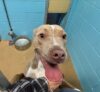 Dog found in freehold, shelter seeks owner