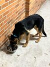 Lost dog found in green creek; police seek owner
