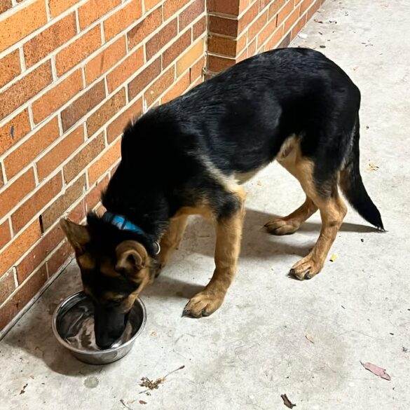 Lost dog found in green creek; police seek owner - photo licensed by shore news network.