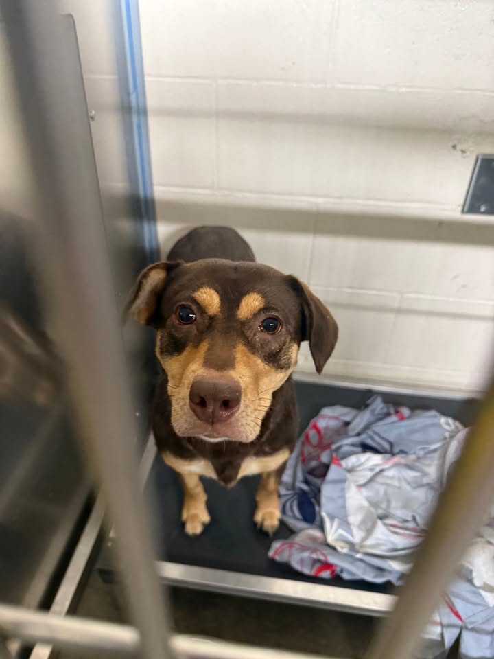 Utica police seek owner of dog found on Dewitt Street