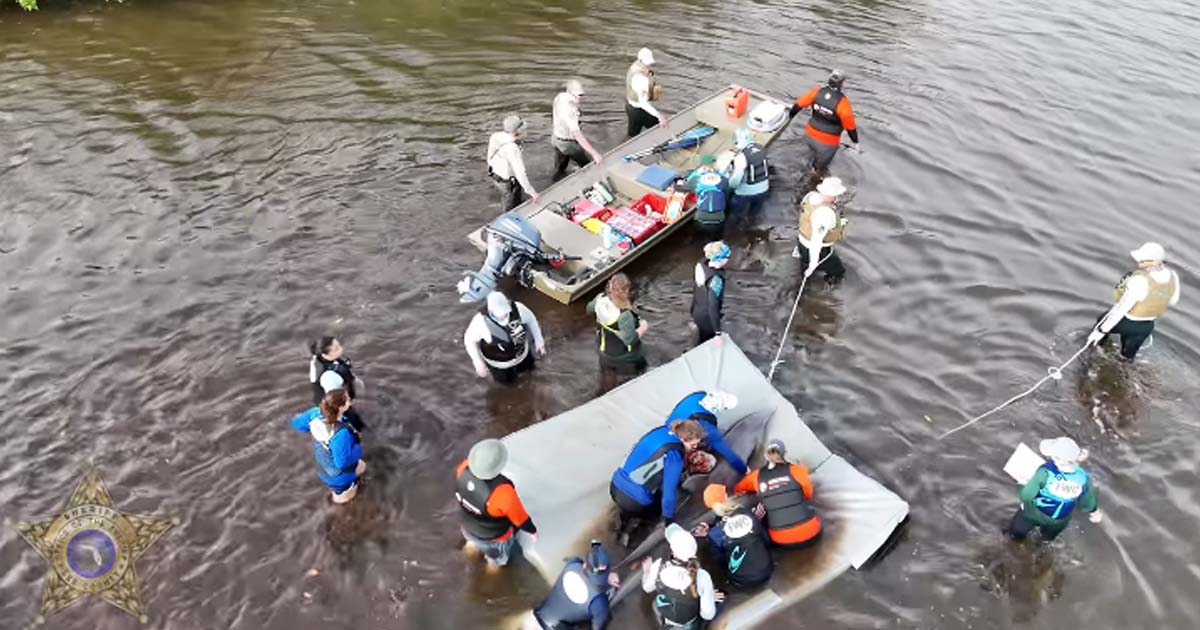 Stranded dolphins rescued from mangroves after weeks in shallow lagoon