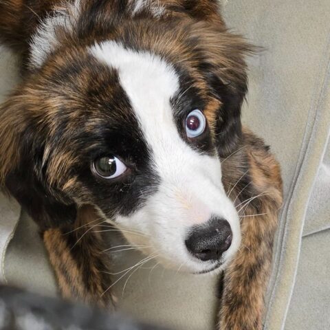 Bethlehem township police seek owner of found dog wearing pink collar - photo licensed by shore news network.