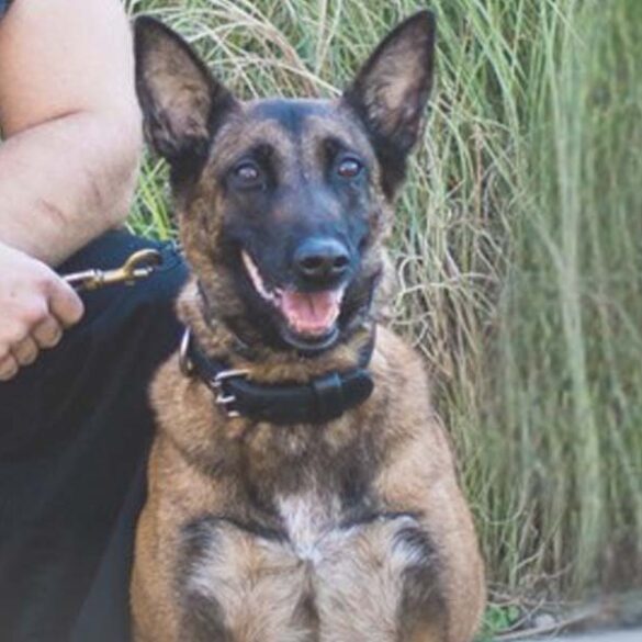 Cherry hill’s k-9 mai retires after decade of service - photo licensed by shore news network.