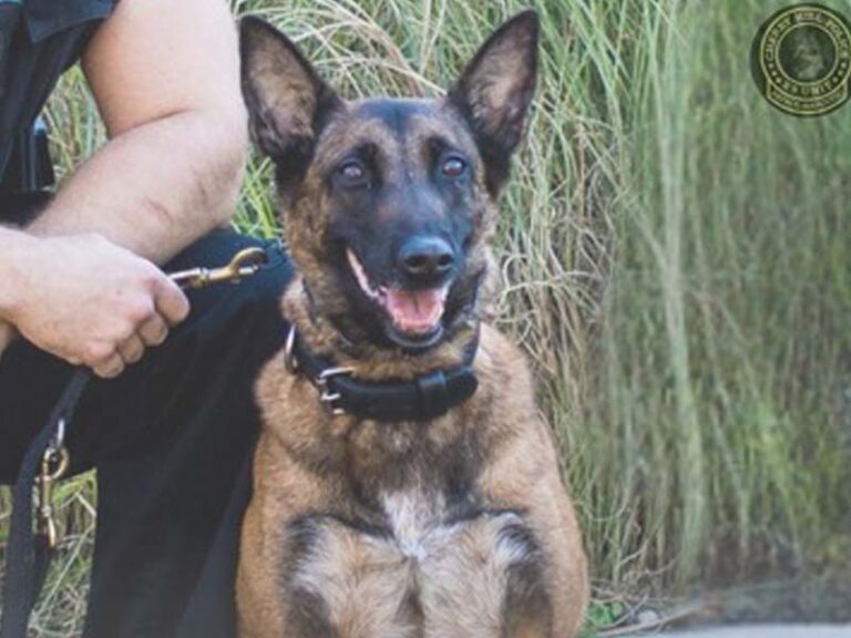 Cherry hill’s k-9 mai retires after decade of service - photo licensed by shore news network.