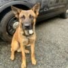 Clarkstown police welcome k9 drogo to the force