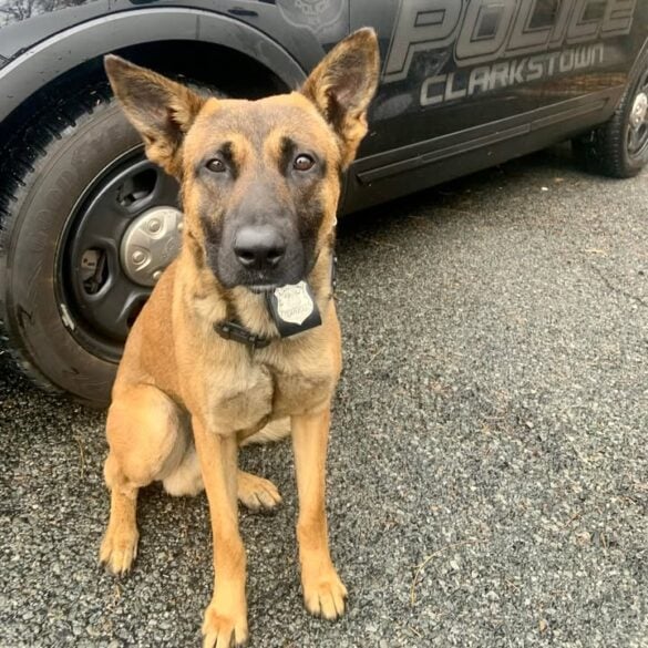 Clarkstown police welcome k9 drogo to the force - photo licensed by shore news network.