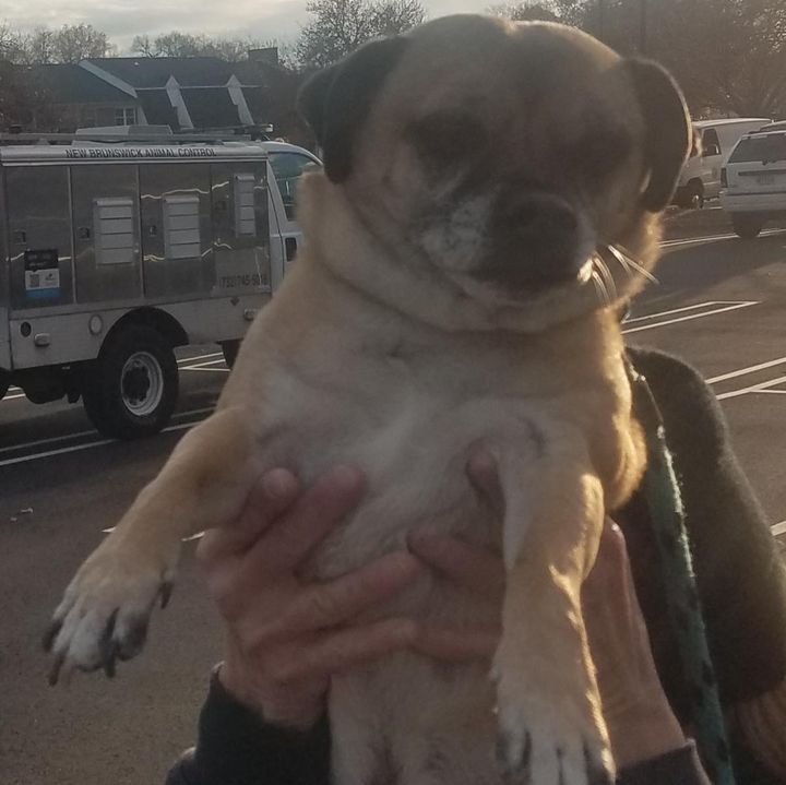 East Brunswick police seek owner of lost dog found near Village Drive