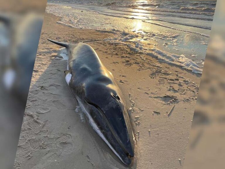 Stranded minke whale euthanized after beaching itself in cape may, officials confirm - photo licensed by shore news network.