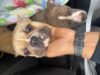 Woodbury police seek owner of two dogs found near dare street
