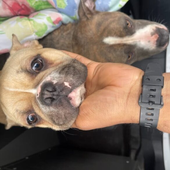 Woodbury police seek owner of two dogs found near dare street - photo licensed by shore news network.