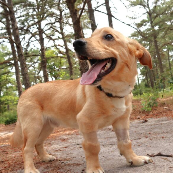 As popcorn park animal shelter closes for renovations, online access, rescues to continue - photo licensed by shore news network.