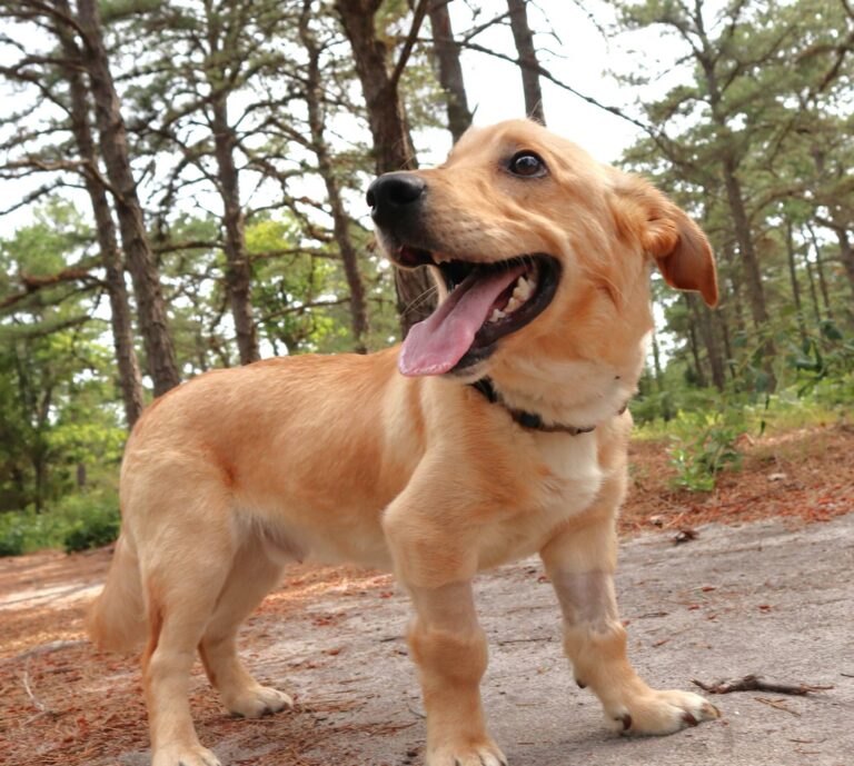 As popcorn park animal shelter closes for renovations, online access, rescues to continue - photo licensed by shore news network.