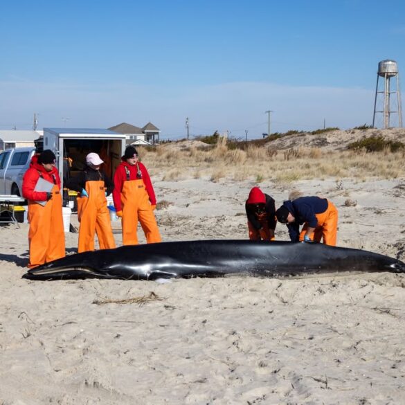 Minke whale found stranded in cape may point was malnourished, necropsy finds - photo licensed by shore news network.