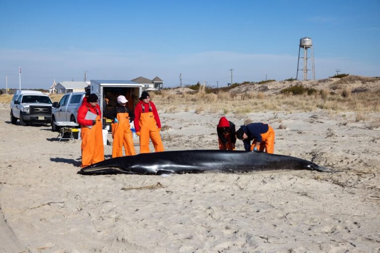 Minke whale found stranded in cape may point was malnourished, necropsy finds - photo licensed by shore news network.