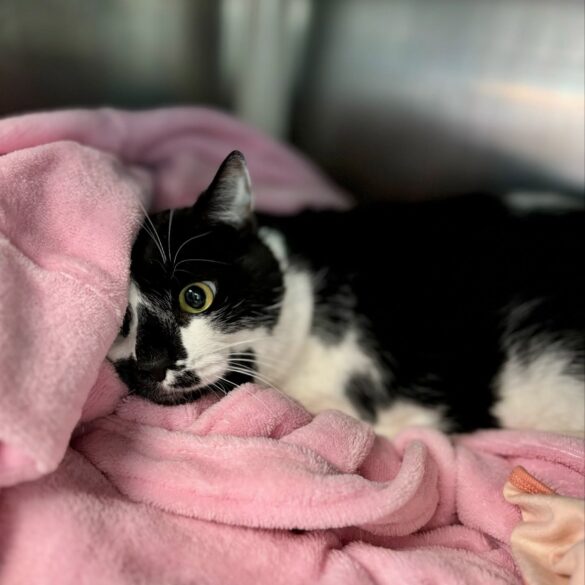 Heartbroken cat returns to shelter in forked river after losing his owner - photo licensed by shore news network.