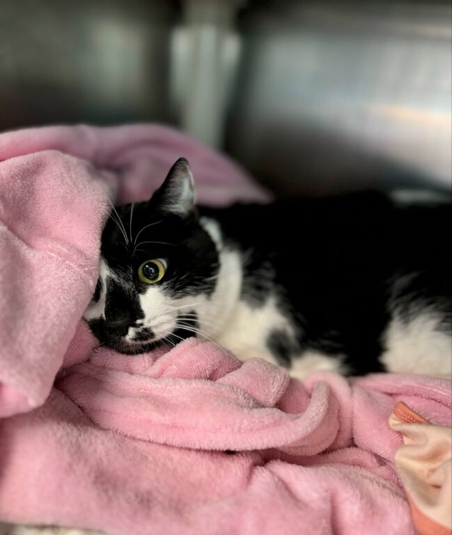 Heartbroken cat returns to shelter in Forked River after losing his owner