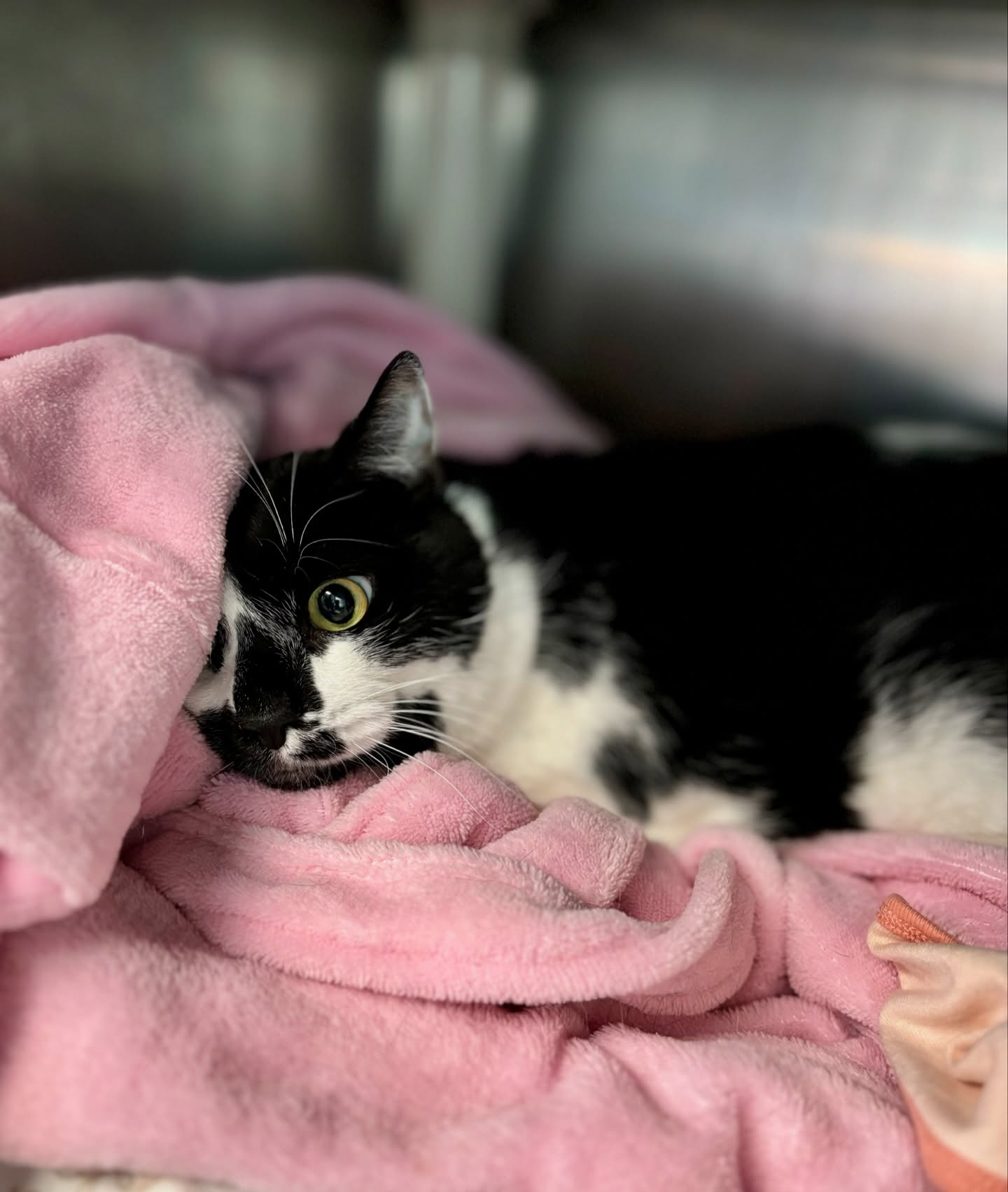 Heartbroken cat returns to shelter in Forked River after losing his owner