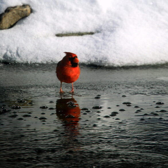 East brunswick police warn of dangers on frozen lakes and ponds - photo licensed by shore news network.