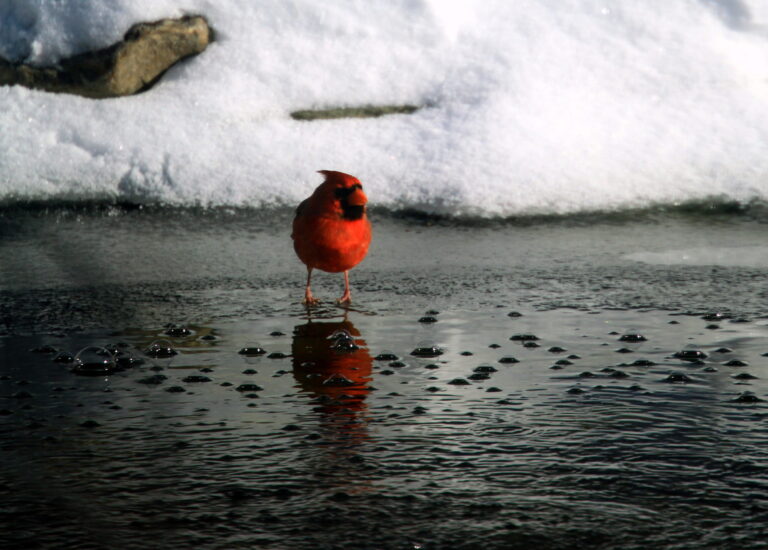 East brunswick police warn of dangers on frozen lakes and ponds - photo licensed by shore news network.