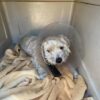 Stray dog survives two car accidents in new jersey, recovering at local animal orphanage