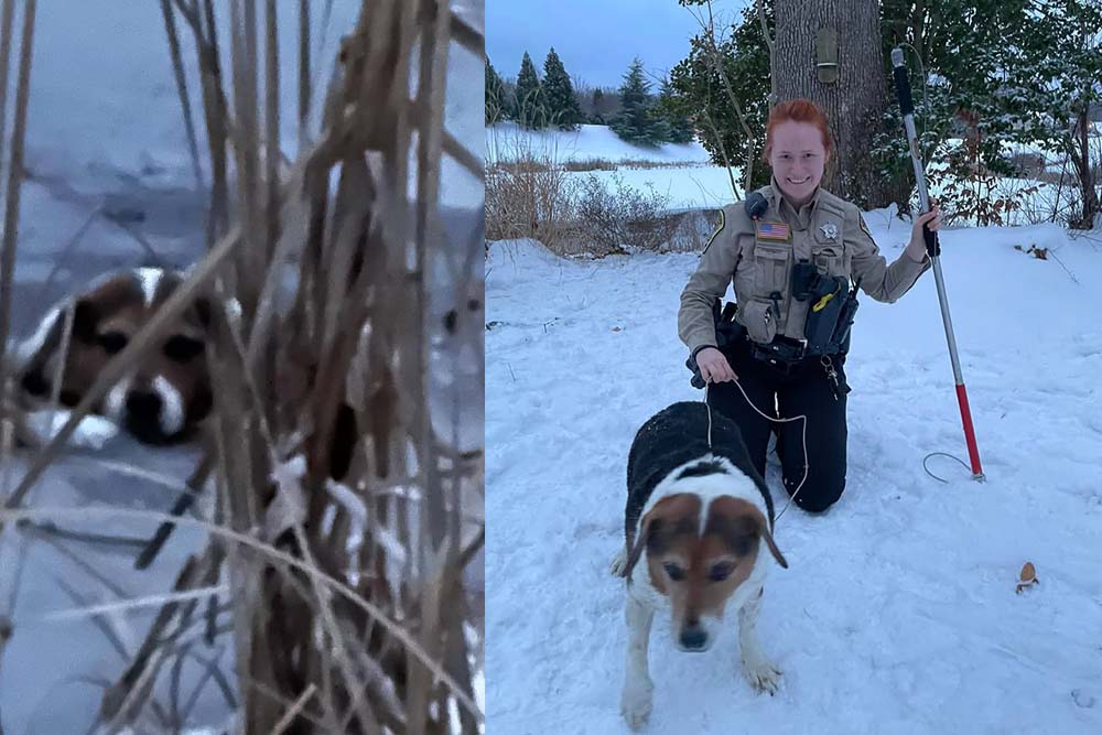 Beagle Rescued from Icy Pond by Stafford County Deputy