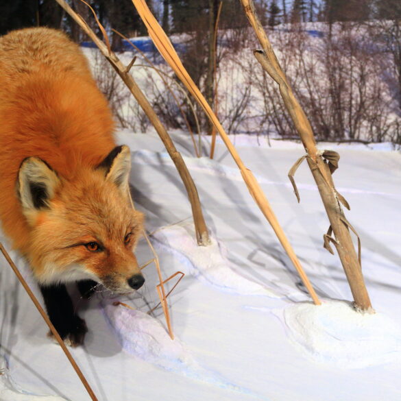 Manchester police warn residents of suspected rabid fox, urge caution - photo licensed by shore news network.