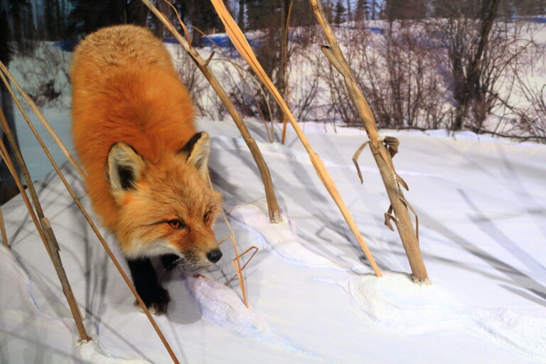 Manchester police warn residents of suspected rabid fox, urge caution - photo licensed by shore news network.