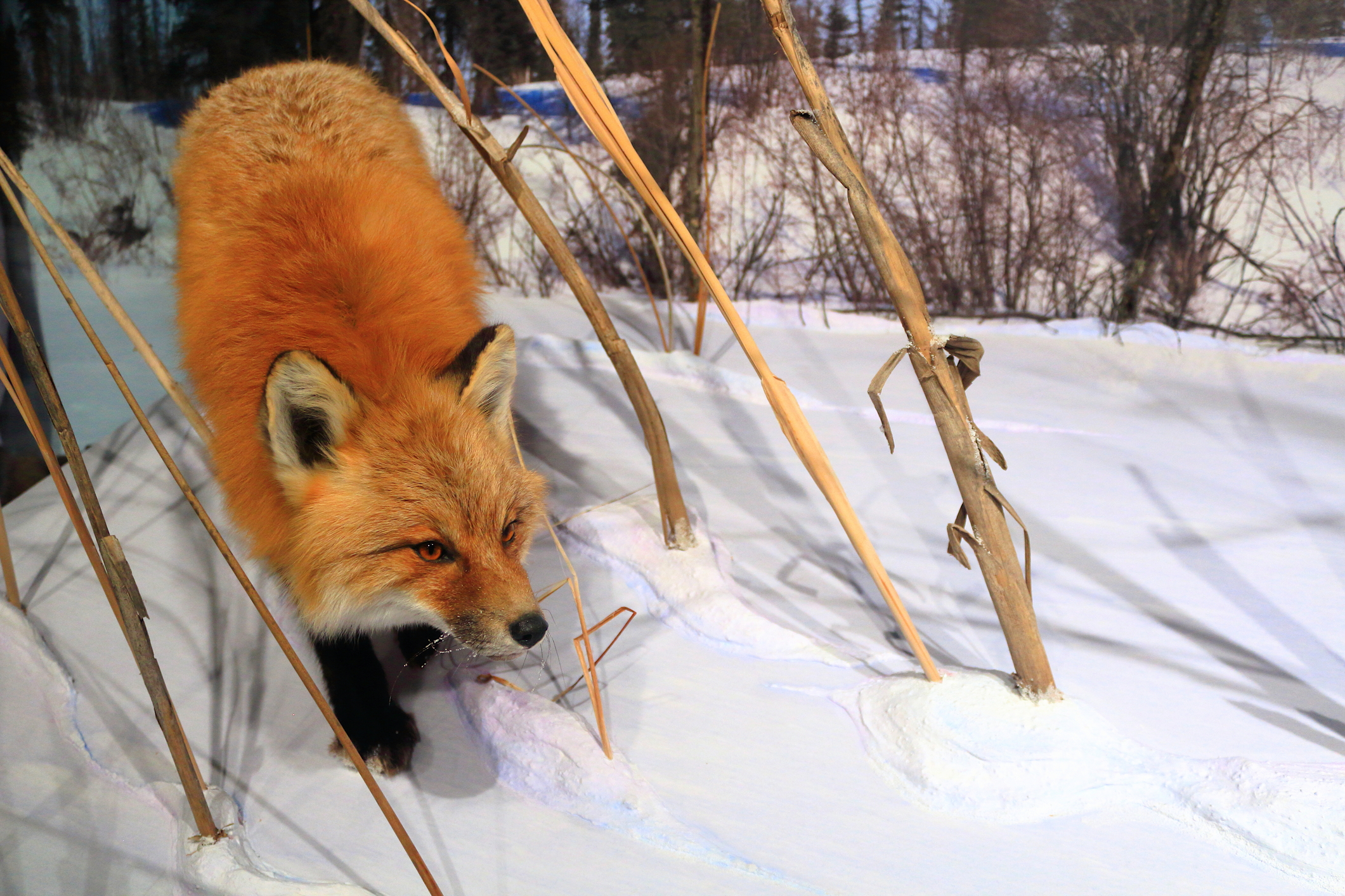Manchester police warn residents of suspected rabid fox, urge caution