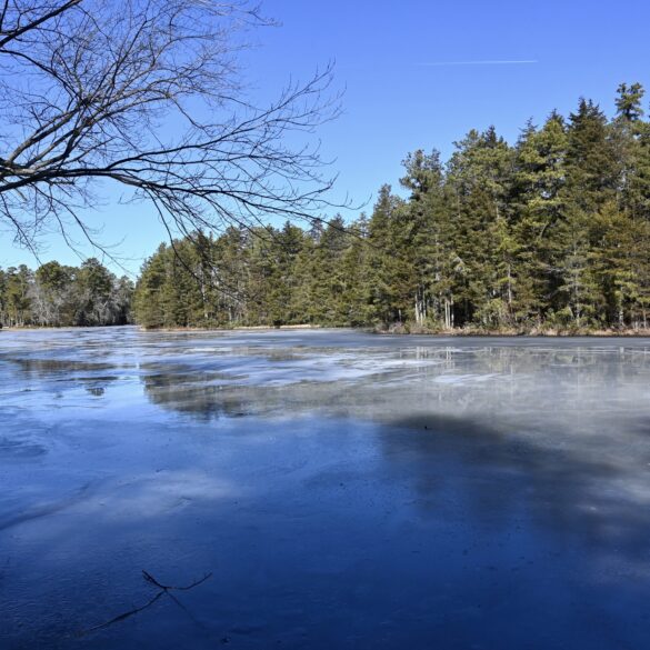 Frozen pine barrens lake. A small lake in the new jersey pine barrens, frozen over in winter.