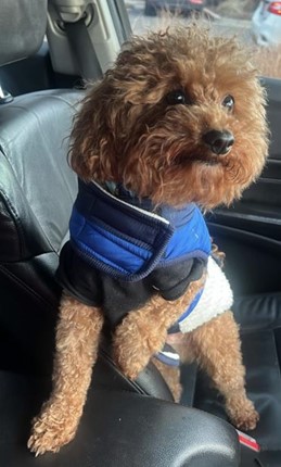 Beloved Goldendoodle stolen in Northeast DC leaves owner desperate for answers