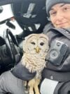 New York State Trooper Gives a Hoot Saves Owl on I 87