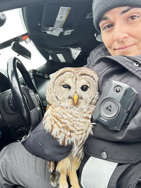 New York State Trooper Gives a Hoot, Saves Owl on I-87
