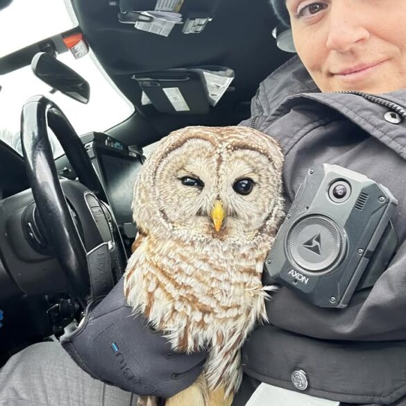 New york state trooper gives a hoot, saves owl on i-87 - photo licensed by shore news network.