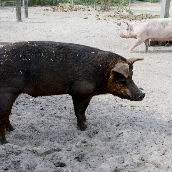 Elderly ohio woman dies in attack by neighbor's pigs on christmas day - photo licensed by shore news network.