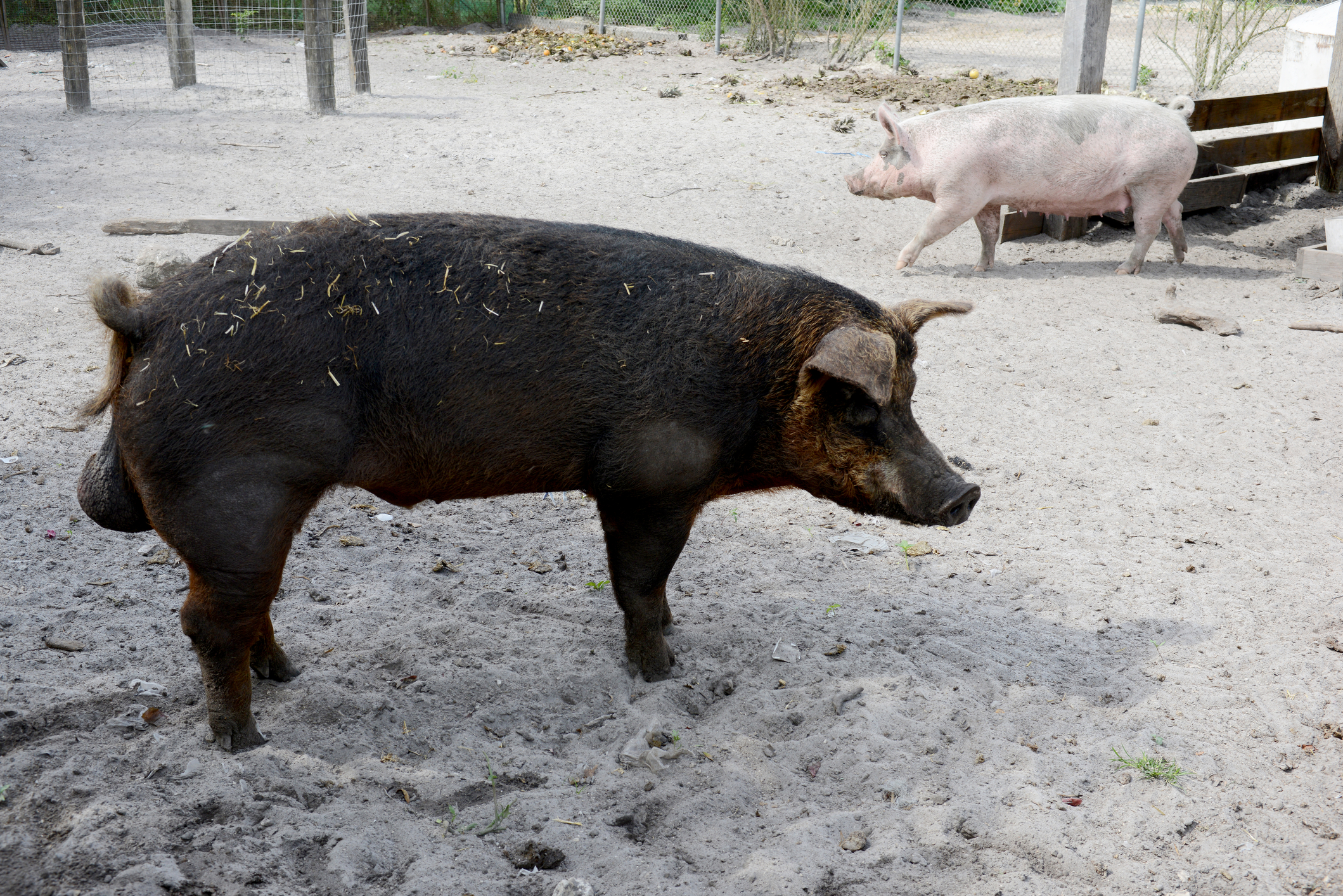 Elderly Ohio Woman Dies in Attack by Neighbor's Pigs on Christmas Day