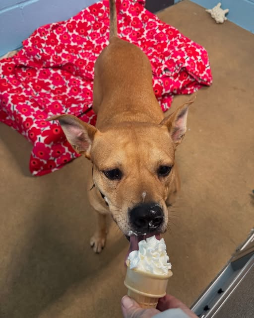 Meet Your New Best Friend: Adoptable Pets at AHS/Popcorn Park Animal Shelter